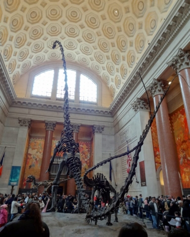American Museum of Natural History, New York, USA 2014